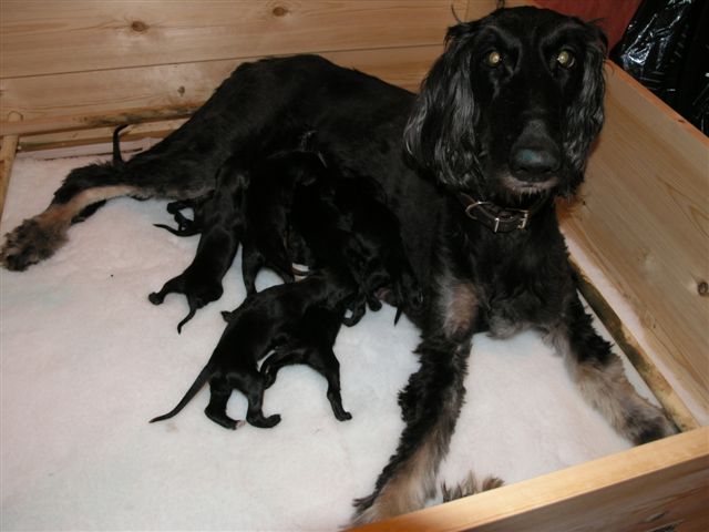 Jasmine and her puppies.